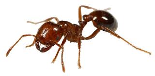 Ant Control Tsawwassen